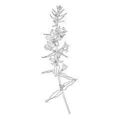 purple loosestrife, Lythrum salicaria, vector drawing wild plant isolated at white background , hand drawn botanical illustration