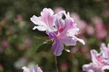 Obraz premium Fiori e Piante