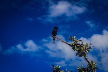 eagle in the sky