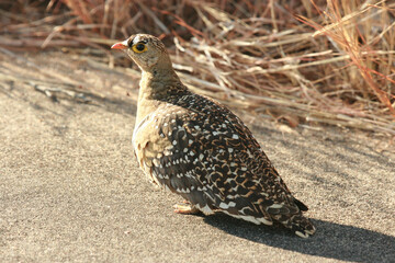 Male Double-banded Sandgrouse, Kruger National Park, South Africa