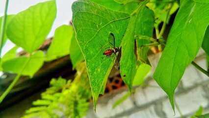 spider on a leaf