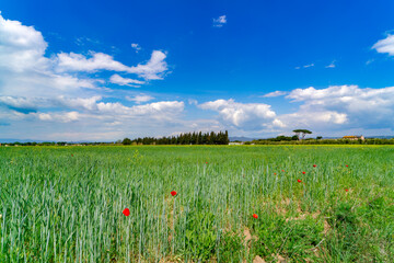 Landscape with wild flowers in the countryside of Castagneto Carducci Tuscany Italy