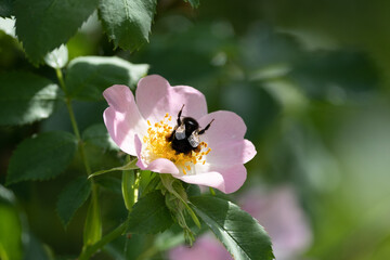 bee on a flower