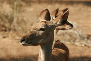 Kudu cow, Kruger National Park, South Africa
