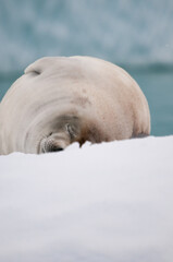 restful seal on an iceberg
