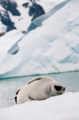 yawning main seal on a iceberg
