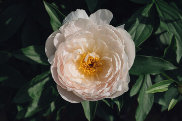 Beautiful fresh delicate pastel pink peony flower in full bloom in the garden, dark green leaves, close up. Summer natural floral background.