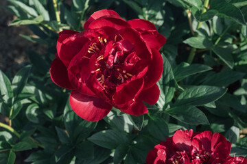 Beautiful fresh vivid red peony flower in full bloom in the garden on flowerbed with dark green leaves, close up. Summer natural floral background.