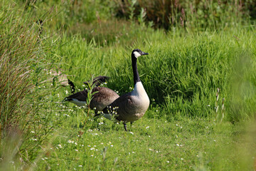 A flock of geese, including goslings, at a nature reserve. This photo has been taken on a very hot and sunny summer morning.