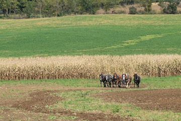 Amish man working in the field with his team of five horses | Holmes County, Ohio