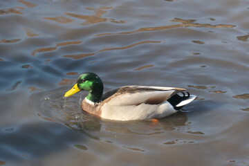 Canard sur l'eau à Central Park