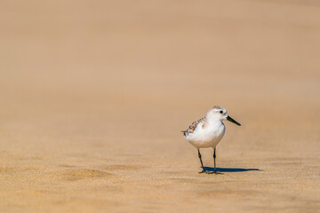 Seabird on the beach background (Sanderling )