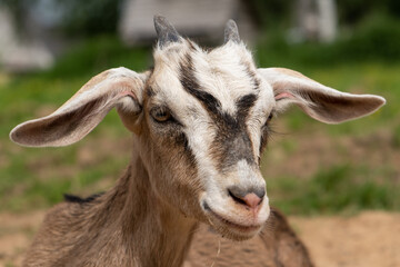 close-up portrait of a goatling. funny animals, veterinary.