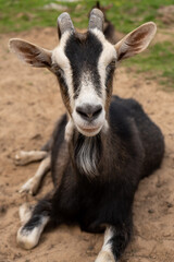 alpine goat with a beard looks at the camera. funny animal portrait.