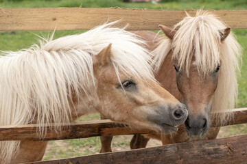 Obraz premium portrait of two ponies behind a fence. ponies sort things out. bite.