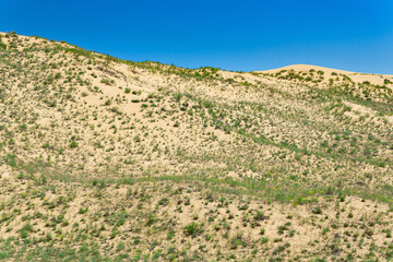 Fototapeta na wymiar slope of a sand dune with plants blooming in spring, Sarykum dune in Dagestan