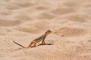 desert lizard toadhead agama among the sand on the dune of Sarykum