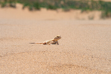 desert lizard secret toadhead agama (Phrynocephalus mystaceus) on the sand dune of Sarykum