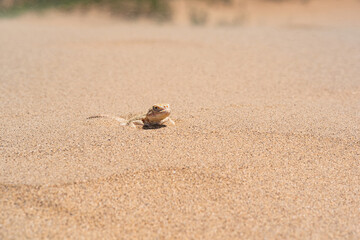 toadhead agama lizard quickly dug into the sand vibrating with its whole body