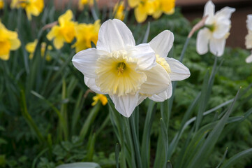 Close Up Narcissus At Amsterdam The Netherlands 23-3-2022