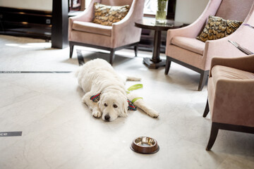 Adorable white dog lying on the floor at lobby of luxury hotel. Concept of pet friendly service and business. Maremma shepherd dog - obrazy, fototapety, plakaty