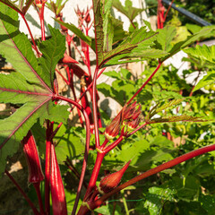 Jing orange okra, Abelmoschus esculentus, in the mallow family, grows in a kitchen garden. Also called ladies fingers due to its long tubular shape, Okra is a staple in Southern cooking such as gumbo.