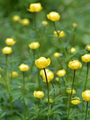Trollius altissimus yellow mountain flowers in bloom