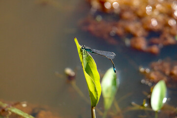 A blue Emperor dragonfly on a leaf at a nature reserve in the United Kingdom. Although common through American, the blue dragonfly is rare in the United Kingdom, often only found between June and Aug