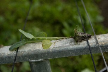 Alto enraizamento, raízes e raducelas de mudas antes do plantio