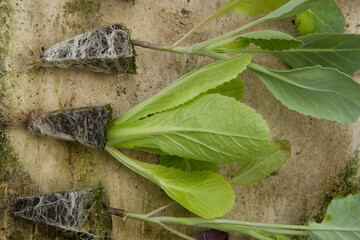 Alto enraizamento, raízes e raducelas de mudas antes do plantio