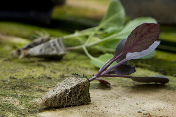 Alto enraizamento, raízes e raducelas de mudas antes do plantio