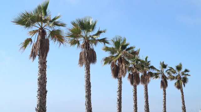 Palm trees with blue sky. Summer background. Space for text.