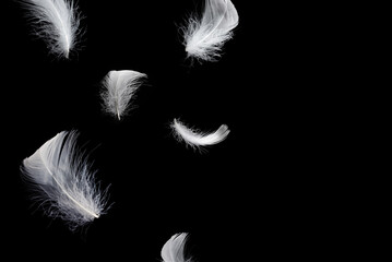 White feather isolated on a black background.