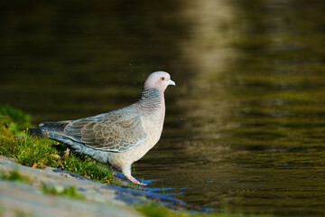 A Picazuro Pigeon near water in a park, Buenos Aires, Argentina.