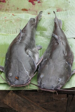 Poissons chat sur un march&eacute; en Asie