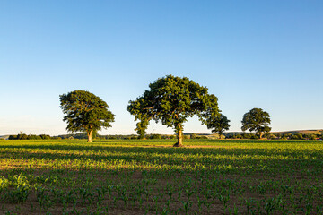 Trees in a field of corn crops, with a blue sky overhead