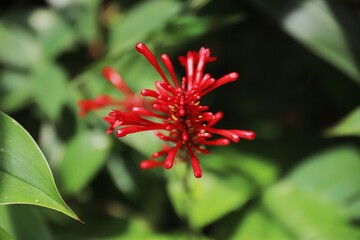 beautiful red flower in the garden