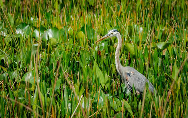 Great Blue Heron fishing in the estuary at Orlando Wetlands Park in Cape Canaveral Florida.
