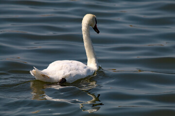 A beautiful landscape shot of a white swan on a lake at Crosby Marina, near Crosby beach. This photo was taken on a very hot and sunny day.