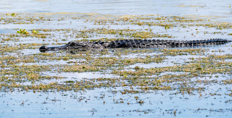 American Alligator swimming in a waterway at Orlando Wetland Park in Cape Canaveral Florida.