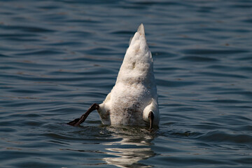 A beautiful white swan dipping his head in the water on a lake at Crosby Marina, near Crosby Beach.