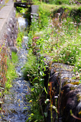 田んぼの水路

