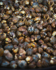 Cooked Blood Cockles on the plate, close-up.