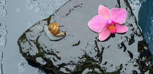 spa wellness horizontal banner
snails and orchid flower on beautiful wet stones concept photo for spa wellness closeup with free space for text for banners and postcards stones in water and orchid flo