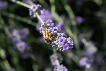 macro di ape su lavanda
