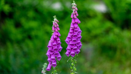 Digitalis purpurea 'Dalmatian Purple'. Foxglove 'Dalmatian Purple'