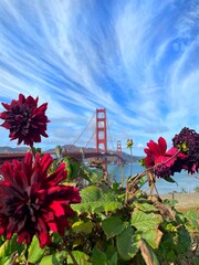 Golden Gate Bridge and flowers