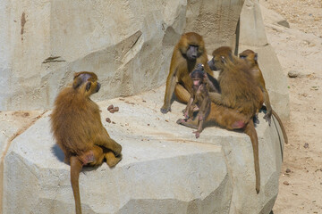 A group of Baboon monkeys