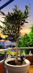 tree in the pool