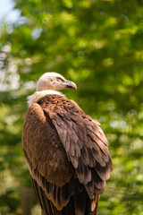 A single Volture sitting on a tree